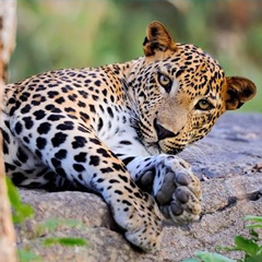 Harbour-View-Villa-to-Near-By-Yala